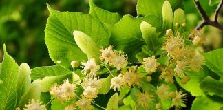 Lipobranie czas zacząć!