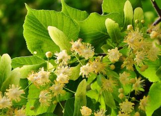 Lipobranie czas zacząć!