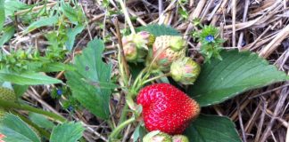 Skarby z mojego ogrodu:)