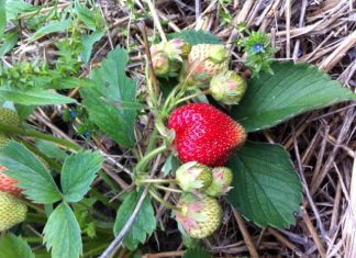 Skarby z mojego ogrodu:)