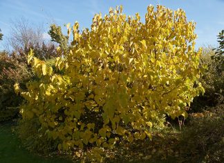 To czyni cuda, a rośnie w każdym parku (znasz to?)