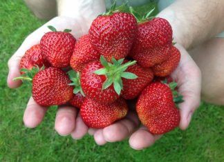 Te owoce spalają tłuszcz!