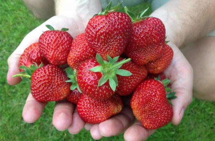 Te owoce spalają tłuszcz!