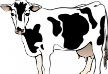 Czy wiesz jaki jogurt jesz?