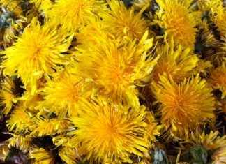 Mniszek lekarski – poprawia trawienie i usuwa uporczywy kaszel