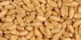 Zobacz, dlaczego pszenica Cię zabija ( naukowe wyjaśnienie)