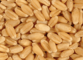 Zobacz, dlaczego pszenica Cię zabija ( naukowe wyjaśnienie)