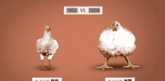 5 chemicznych dodatków do jedzenia, które powodują tycie i depresje. Unikaj ich.