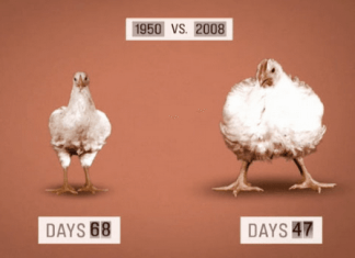 5 chemicznych dodatków do jedzenia, które powodują tycie i depresje. Unikaj ich.