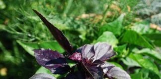 CZERWONA BAZYLIA-WŁAŚCIWOŚCI