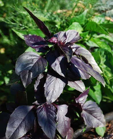 CZERWONA BAZYLIA-WŁAŚCIWOŚCI