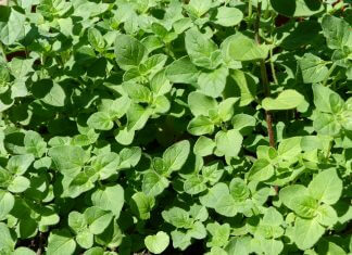 MAJERANEK-NAJLEPSZY PRZYJACIEL KOBIETY?