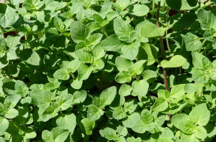 MAJERANEK-NAJLEPSZY PRZYJACIEL KOBIETY?