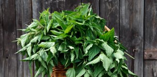 HERBATKA Z POKRZYWY-5 POWODÓW ABY PIĆ JĄ CODZIENNIE