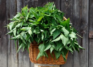 HERBATKA Z POKRZYWY-5 POWODÓW ABY PIĆ JĄ CODZIENNIE