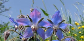 OGÓRECZNIK-ZOBACZ DLACZEGO WARTO GO STOSOWAĆ