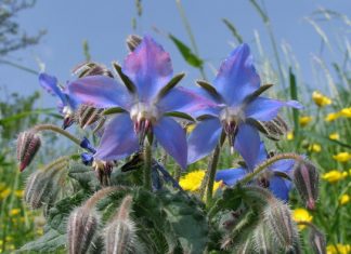 OGÓRECZNIK-ZOBACZ DLACZEGO WARTO GO STOSOWAĆ