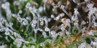 ZIOŁA OCZYSZCZAJĄCE PŁUCA PALACZA