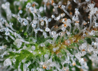 ZIOŁA OCZYSZCZAJĄCE PŁUCA PALACZA