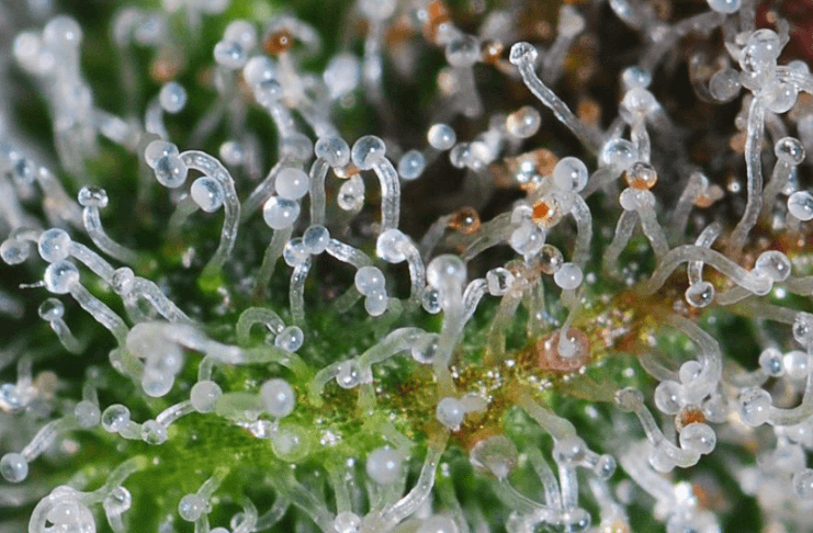 ZIOŁA OCZYSZCZAJĄCE PŁUCA PALACZA