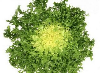 10 powodów, dla których warto jeść sałatę