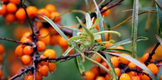 Napój, który silnie wzmacnia odporność, pij go codziennie!