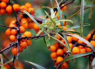 Napój, który silnie wzmacnia odporność, pij go codziennie!
