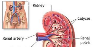 Sprawdź najlepsze sposoby na poprawę pracy nerek