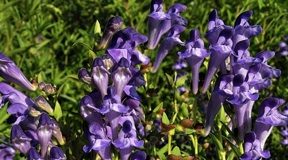 Tarczyca bajkalska i jej działanie na nasz organizm