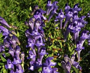 Tarczyca bajkalska i jej działanie na nasz organizm