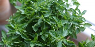 Czy olejek oregano może zastąpić antybiotyki ? oregano