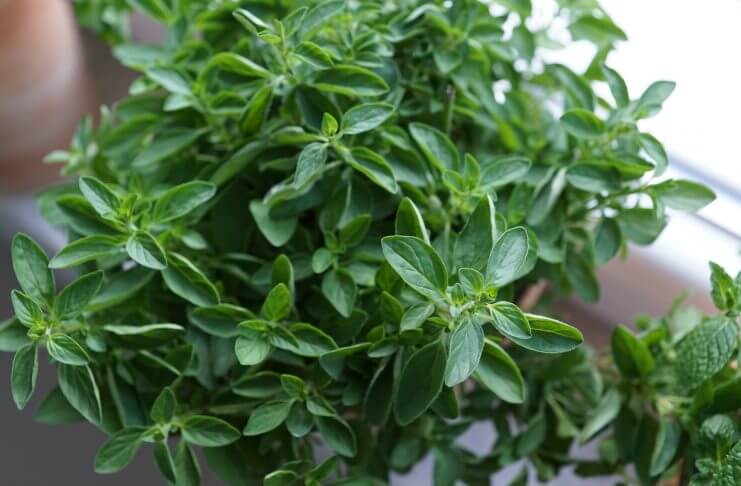 Czy olejek oregano może zastąpić antybiotyki ? oregano