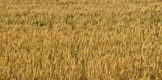 Czy orkisz to lepsza wersja pszenicy?