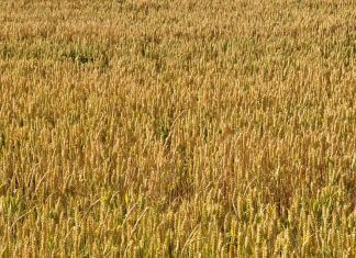 Czy orkisz to lepsza wersja pszenicy?