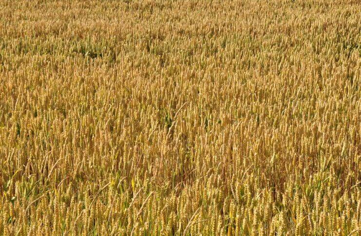 Czy orkisz to lepsza wersja pszenicy?