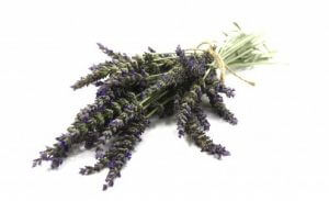 bundle-of-fresh-cut-lavender