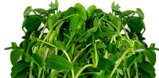 Dieta zmniejszająca stan zapalny (Hashimoto, RZS oraz inne autoimmunologiczne choroby zapalne)