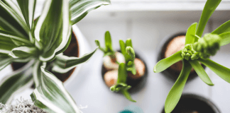 Rośliny, które warto posadzić w swoim domu