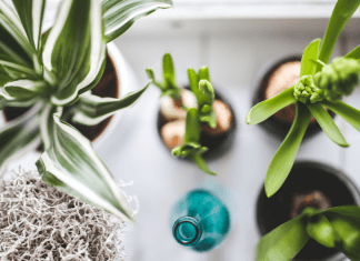 Rośliny, które warto posadzić w swoim domu