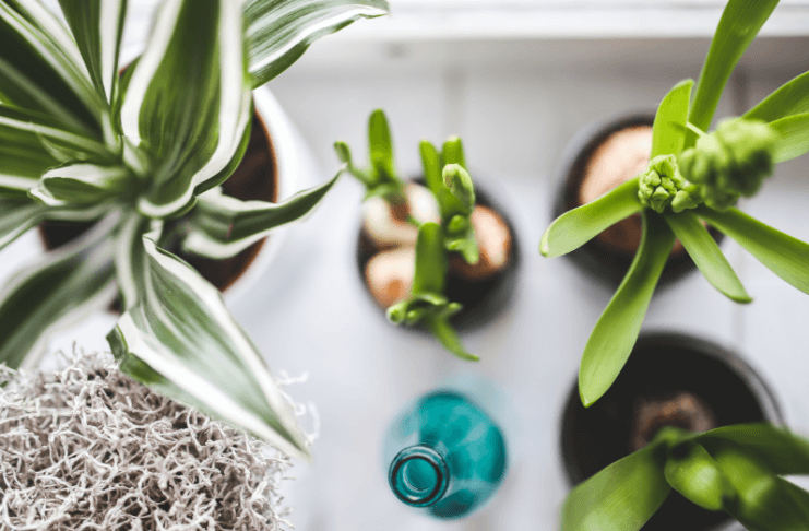 Rośliny, które warto posadzić w swoim domu