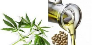 Olej konopny w walce z rakiem
