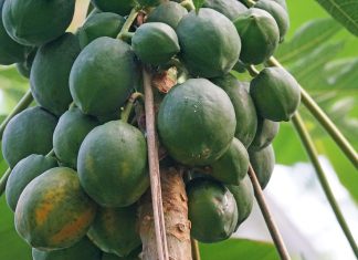 Czy można jeść niedojrzałe owoce?