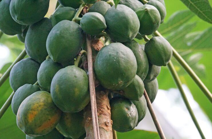 Czy można jeść niedojrzałe owoce?