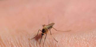 Sprawdź, jaki jest najlepszy i naturalny sposób na ukąszenia owadów
