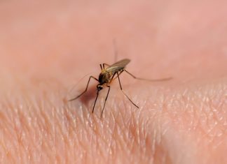 Sprawdź, jaki jest najlepszy i naturalny sposób na ukąszenia owadów