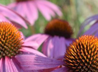 5 super skutecznych i naturalnych antybiotyków, które kupisz bez recepty!