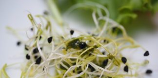 Lucerna na cholesterol, problemy trawienne i menopauzę