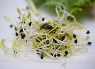 Lucerna na cholesterol, problemy trawienne i menopauzę