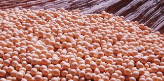 Popularny napój, który może niszczyć tarczycę. Czy to prawda?