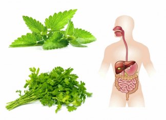 Stosuj te zioła każdego dnia, a przywrócą Ci zdrowie